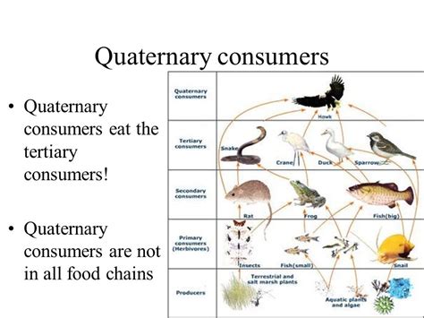 25 Lovely What Are Consumers In A Food Web