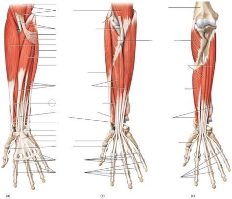 Lab 7 Anterior Muscles Of The Upper Limb Diagram Quizlet