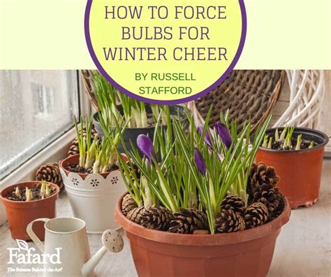 How To Force Bulbs For Winter Cheer Fafard