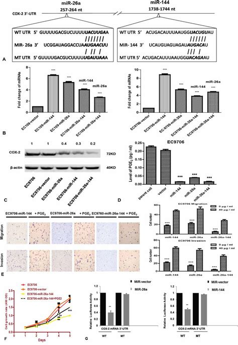 cox 2 expression is regulated by mir 26a and mir 144 in escc cells a download scientific