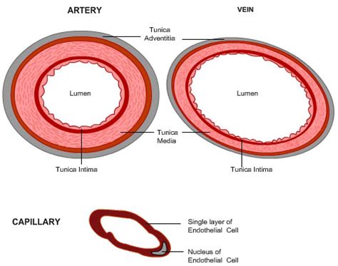 These carotid arteries have to transfer blood to the front and large part of your brain. Vascular Concepts - State of the art Endovascular Devices