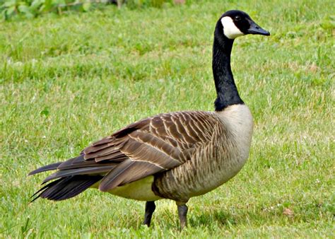 Goose Watching Over Goslings Smithsonian Photo Contest Smithsonian