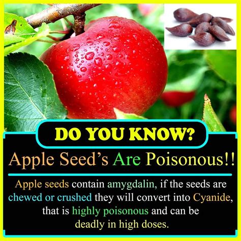 Double Tap And Follow Us Thegoodfact Do You Know Apple Seeds Are