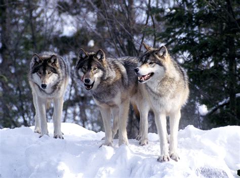 Wolf Country The Pack Body Postures And Social Structure