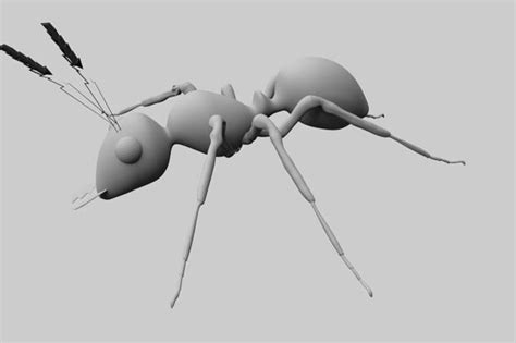 3d model ant 3d model vr ar low poly cgtrader