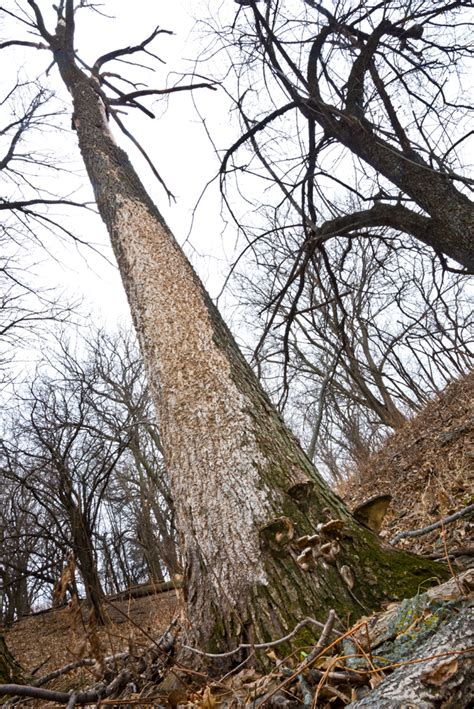 Dead Tree With White Fungus Nine Mile Prairie