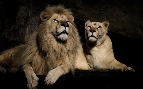 Lion And Lioness Hd All Wallapers
