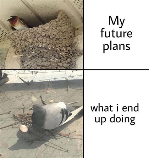 Future Plans Meme By Hupesquid Memedroid