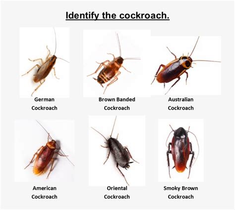 Home Cockroach Pest Control Identify The Roach Australian