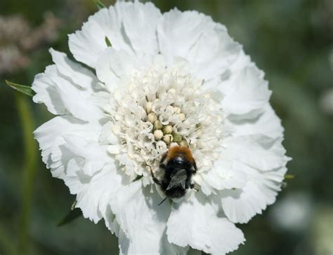 Scabiosa Fama White Plant In A 17 Cm Pot Continue To The Product