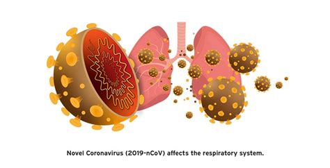 ไวรัสโคโรนา ถูกค้นพบในช่วงคริสต์ทศวรรษ 1960 สายพันธุ์ที่ค้นพบแรกสุดคือไวรัสหลอดลมอักเสบติดต่อในไก่ และไวรัสสองสายพันธุ์จาก. ไวรัสโคโรน่า หรือ โควิด-19 คืออะไร ? พร้อมวิธีการป้องกัน ...