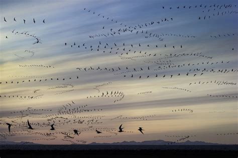 11 Magnificent Migratory Birds
