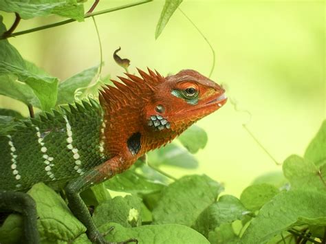 Sri Lanka Lizard Nature · Free Photo On Pixabay