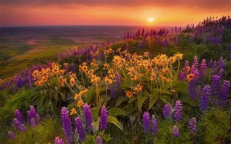 Beautiful Sunset Flower Field Scenic Pictures Sunset Landscape