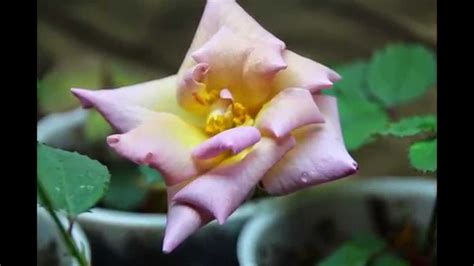 Full Growing Roses From Seed Timelapse Youtube