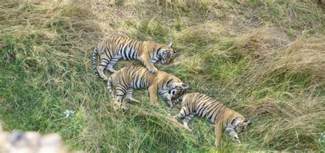 Trailing Tigers In An Indian Wildlife Sanctuary Oldernews