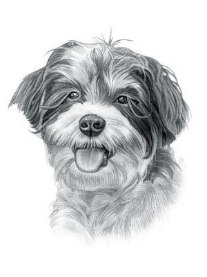 Havanese Dog | Havanese dogs, Dog drawing, Dog sketch