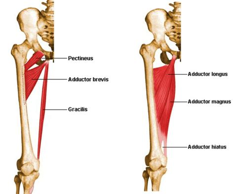 Upper Thigh Muscles Ct Anatomy Figure 6 From Normal Mr Imaging