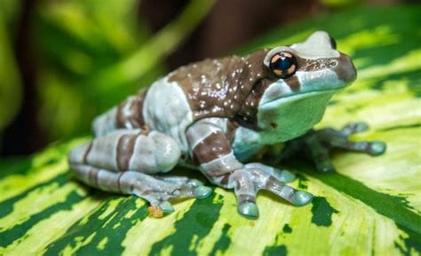 Top 20 Best Pet Frogs For Beginners Baltimore Friends Records