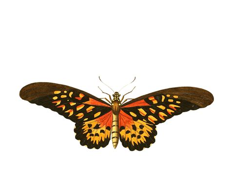 Pngkit selects 1663 hd butterfly png images for free download. Butterfly PNG image - PngPix