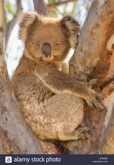 Sleeping In Eucalyptus Tree Hi Res Stock Photography And Images Alamy