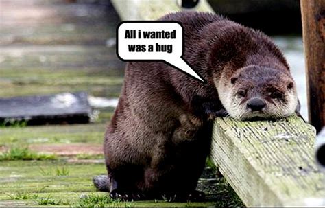 Otter Funny Animal Humor Photo 20223929 Fanpop