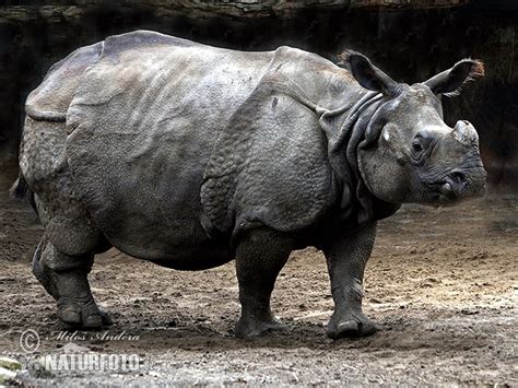Indian Rhinoceros Photos Indian Rhinoceros Images Nature Wildlife