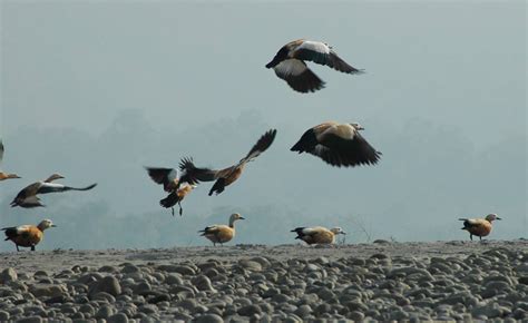 Shrinking Wetlands Deforestation Fuelling Migratory Birds