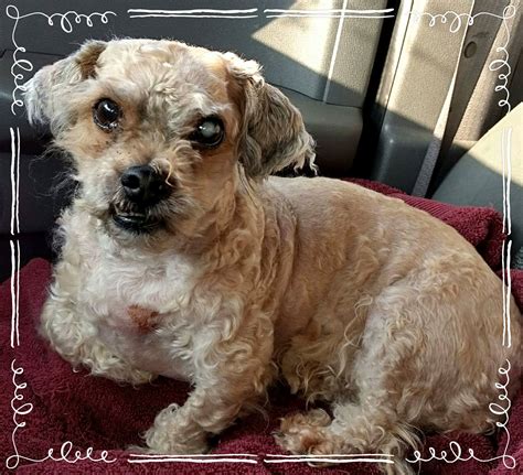 Places to stay in columbus near ohio state university. Shih-Poo dog for Adoption in Akron, OH. ADN-437248 on ...