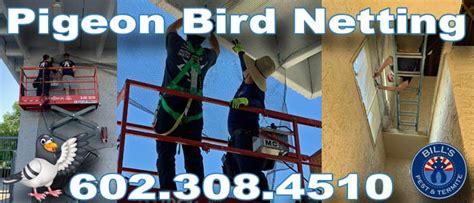 Phoenix, mesa, gilbert, scottsdale, chandler. Best Pigeon Netting Phoenix Az | #1 Phoenix Bird Netting ...