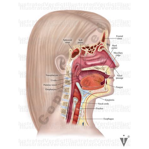 stock nose sinus normal anatomy — illustrated verdict