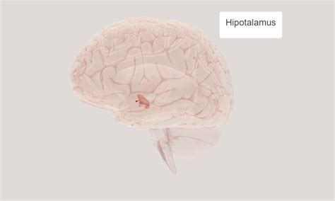 Hamartom ya da hamartoma geliştiği organda normal olarak mevcut bulunan oluşturucu unsurlarla anormal bir karışımdan oluşan tümör görünümlü bir doku. Hipotalamik Hamartom - epilepsivehayat.com