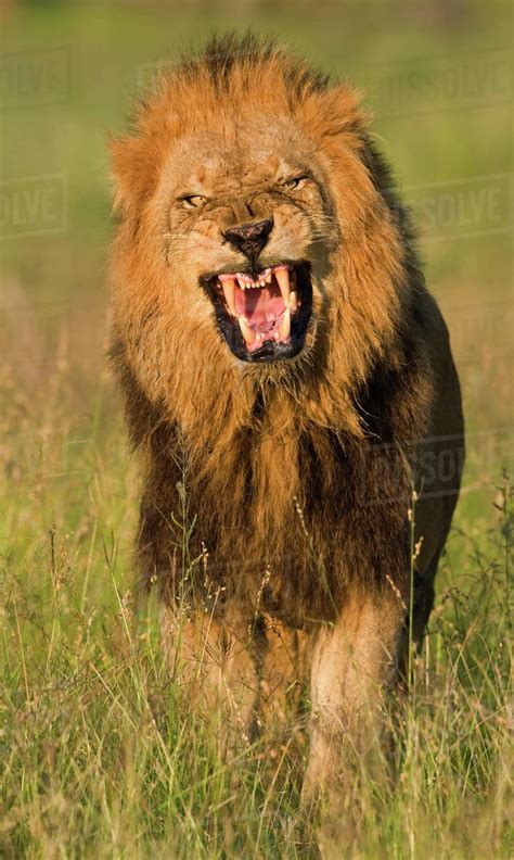Male Lion Roaring Greater Kruger National Park South Africa Stock