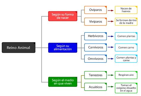 Mapa Conceptual Del Reino Animal ¡guía Paso A Paso