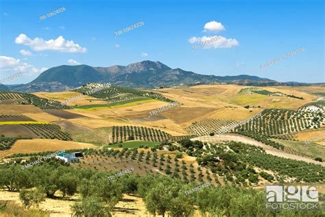 Andalucian Countryside With The Mountains Of El Peon Seville Spain