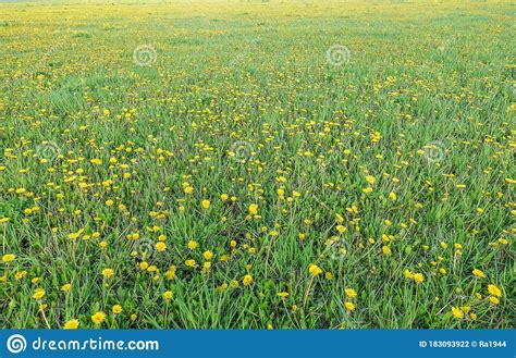 Meadow With Yellow Dandelions A Whole Field Of Yellow Dandelions Stock