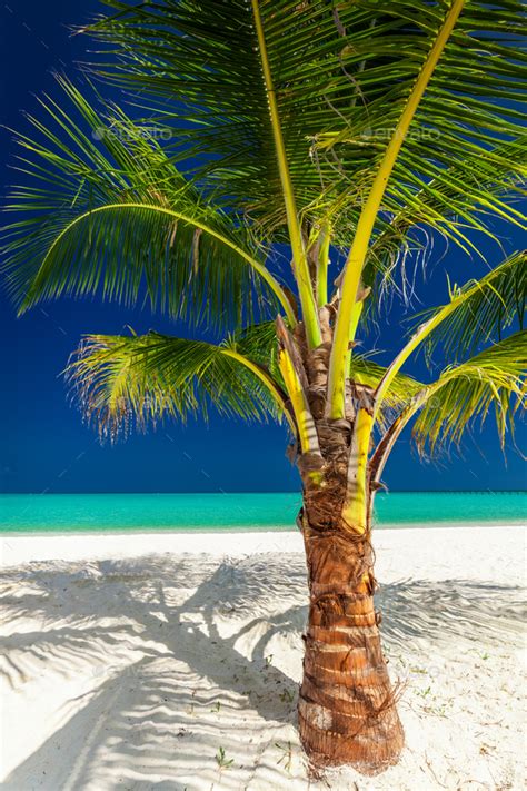 Single Vibrant Coconut Palm Tree On A White Tropical Beach Mald Stock B2f