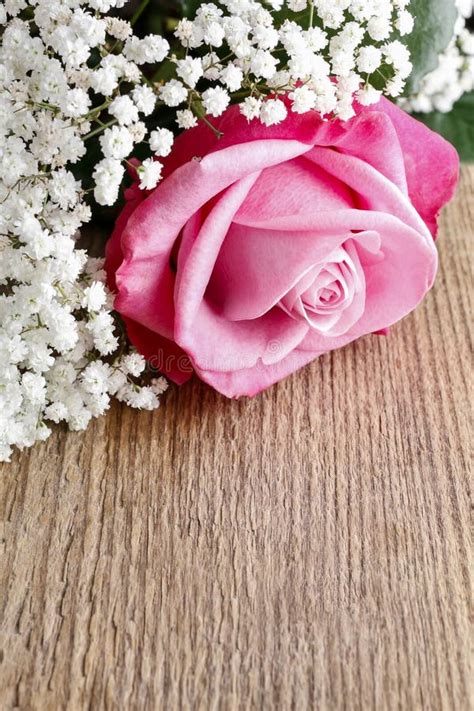 Beautiful Pink Roses And Gypsophila Baby S Breath Flowers Stock