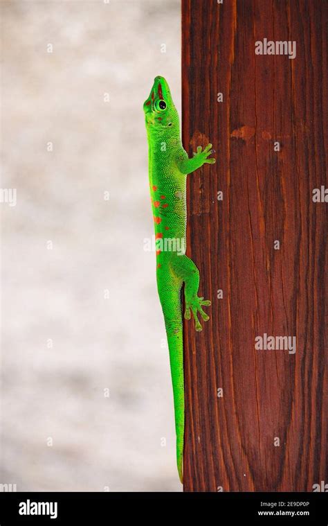 Phelsuma Day Gecko Mauritius Stock Photo Alamy