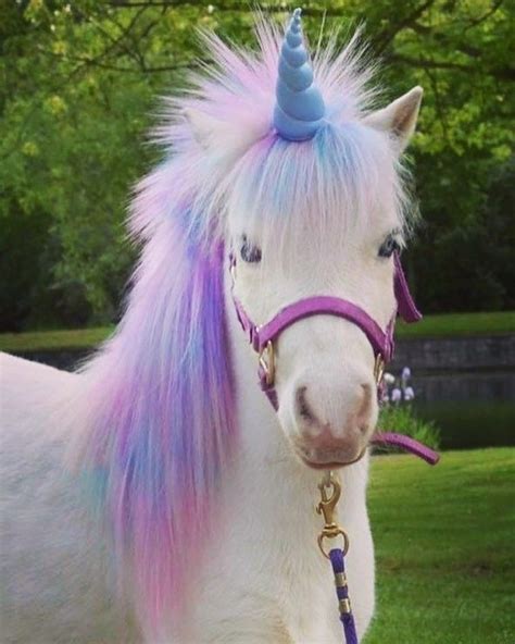 Find the perfect unicorn rainbow stock photos and editorial news pictures from getty images. Pin by Anastasia💋 on unicorns | Cute baby animals, Unicorn ...