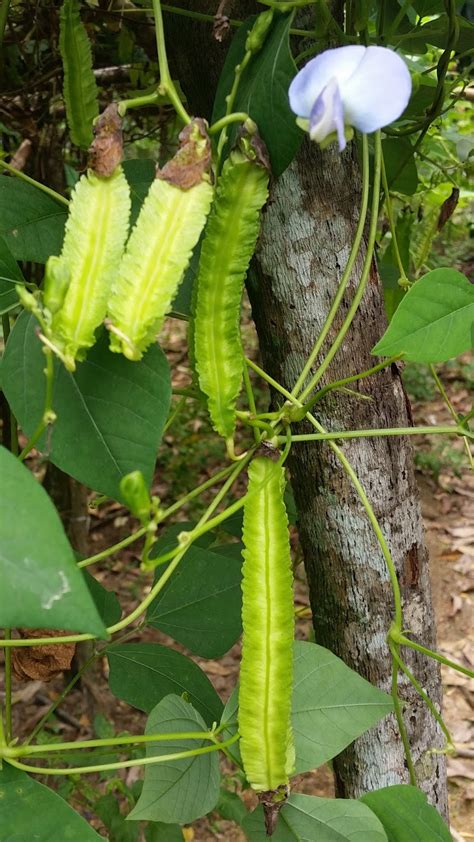 Ulam raja membersihkan darah dan memperkuatkan tulang. Warisan Petani: Tanaman Ulam-ulaman.