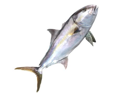 200 Greater Amberjack Stock Photos Pictures And Royalty Free Images