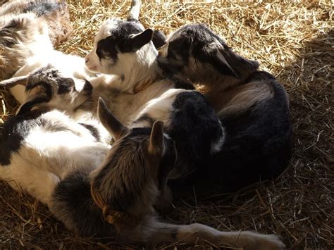 Celebrity Dairy Goat Farm With Baby Goats Or Kids Saanen Goat Siler