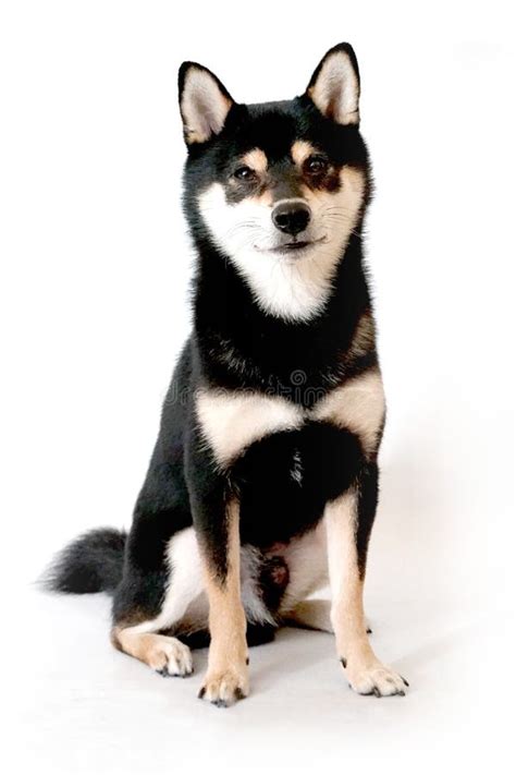 Shiba Inu Dog On Isolated White Background Stock Photo Image Of