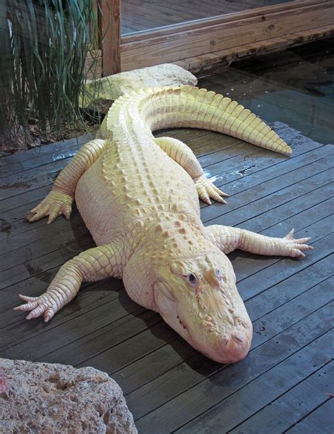 Albino Alligator — California Museum Of Sciences San Francisco