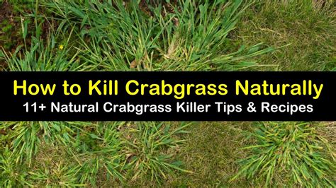 Localised plants can be hand weeded like daisies. 11+ Natural Ways to Kill Crabgrass