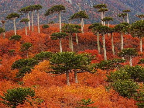 The 34 Most Beautiful Forests In The World Id Love To