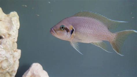 Fairy Cichlids Neolamprologus Brichardi Cichlid Pair With Fry Youtube