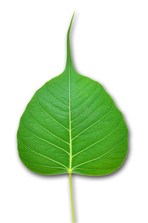 Pipal Green Leaf On White Stock Photo Image Of Plant 23619348