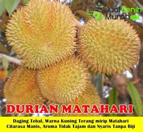 Cara mematangkan durian dengan suhu panas adalah menyimpan durian dalam wadah kedap udara. Bibit Durian Matahari | Buah, Tanaman, Daging